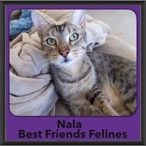 Nala