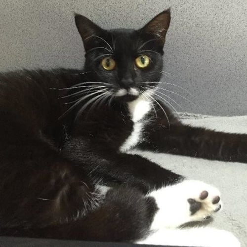 Whiskers