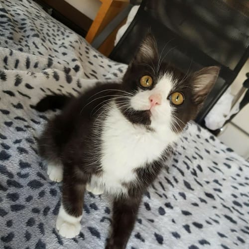 Axel