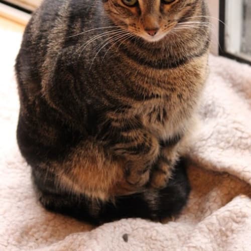 Phillip **2nd Chance Cat Rescue**