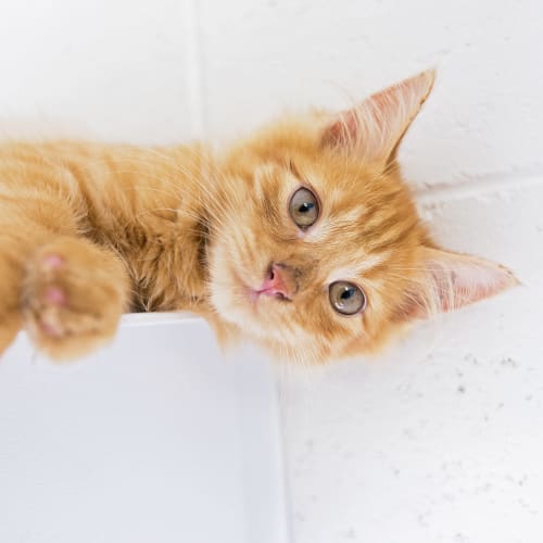 Garfield