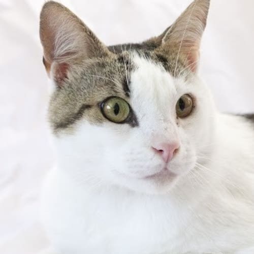 Oscar