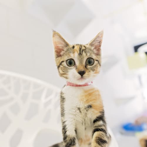 Zeva