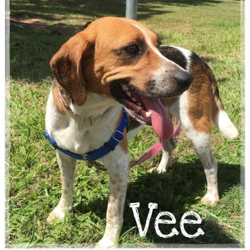 Vee