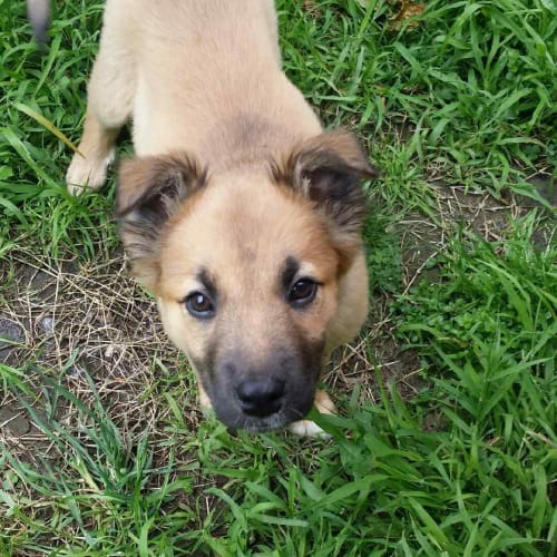 Jane the lovely pup