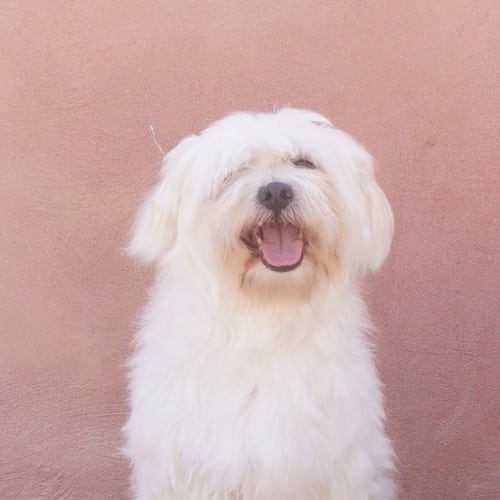 Gilbert