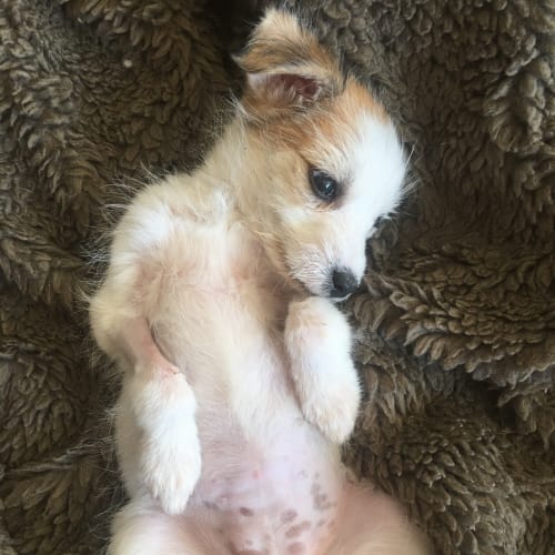 Daisy a tiny fluffy puppy