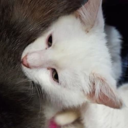 Milko