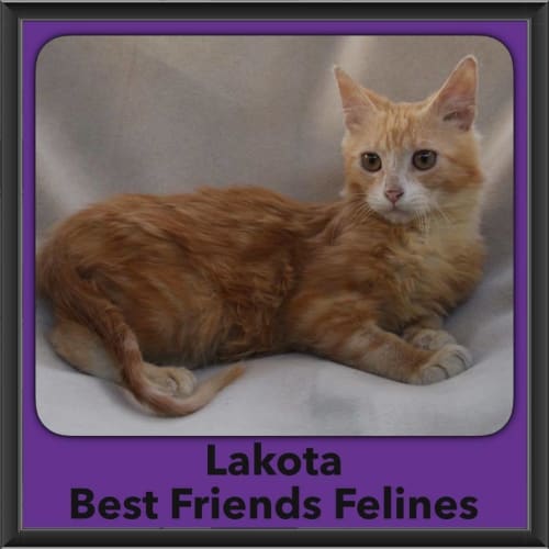 Lakota