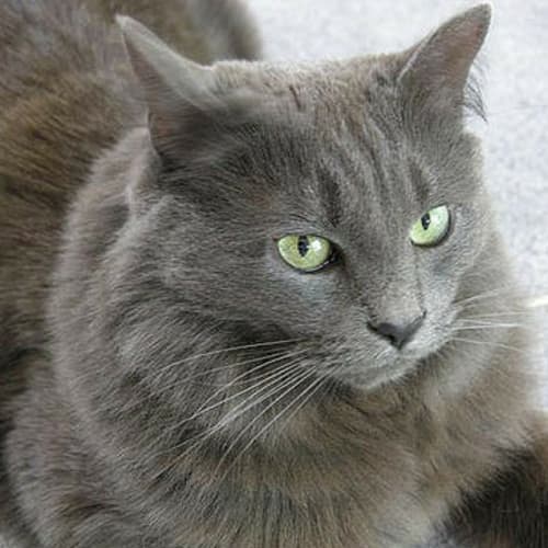 Fluffy