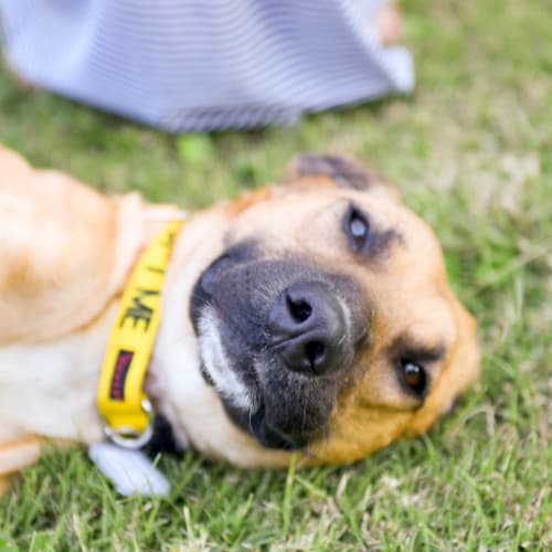 Asha