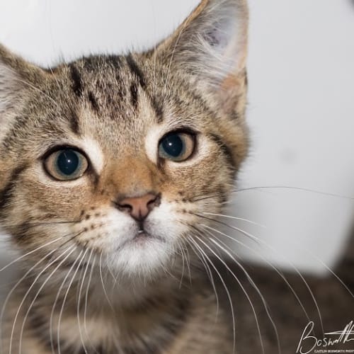 Pierre