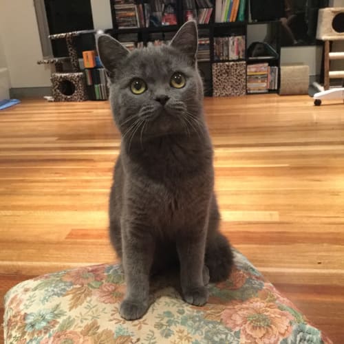 Peppi - Rescue 