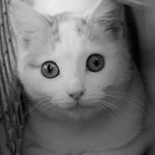 Alfred
