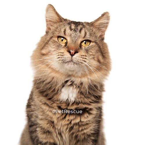 Lionel, the best cat ever