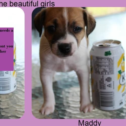 Maddy