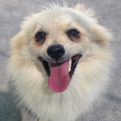 Coco