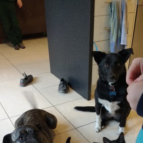 Daytona - great with dogs, cats and kids