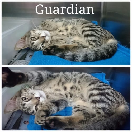 Guardian