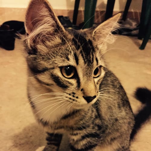 Cleo