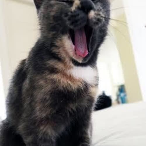 Sabrina 