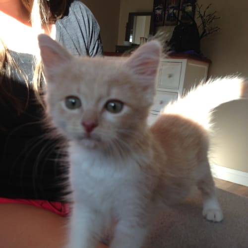 Jace (Pre-Adoption Available)