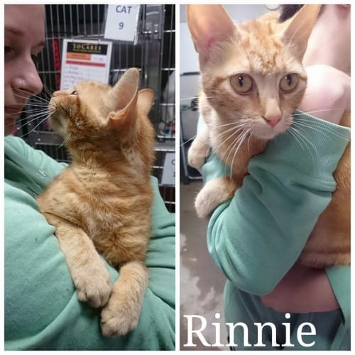 Rinnie