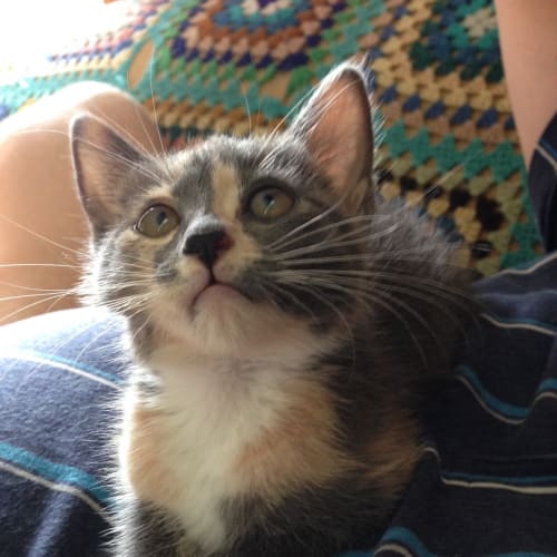 Clary (Pre-Adoption Available)