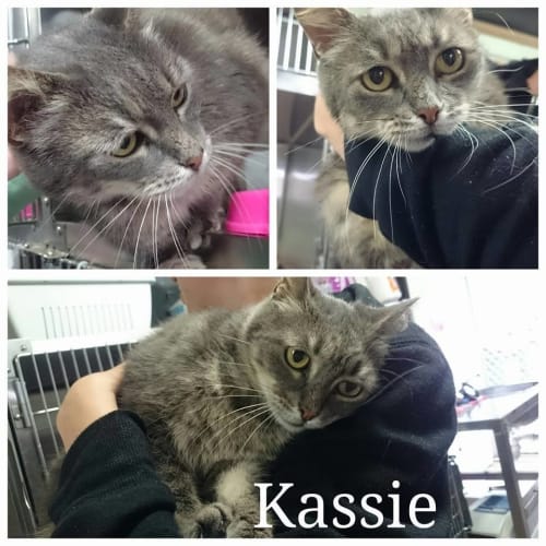 Kassie