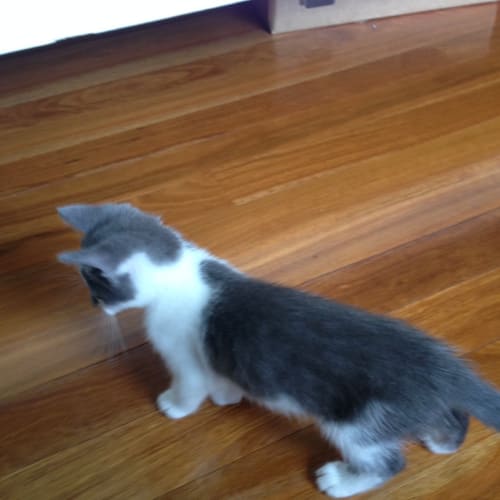 Alec (Pre-Adoption Available)