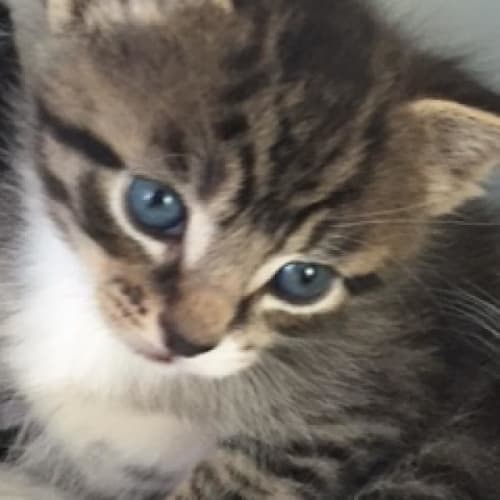 Miss Tabby aka Chilly