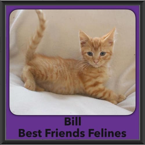Bill