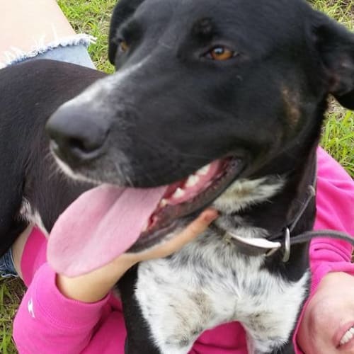 Meg (adoption pending)