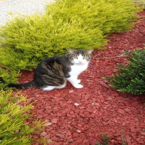 Ringo (Privately rehomed)
