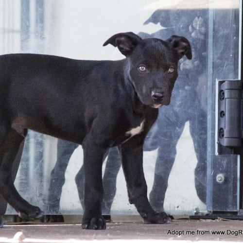 Clayton ~ Kelpie x puppy (on trial 6/08/16)