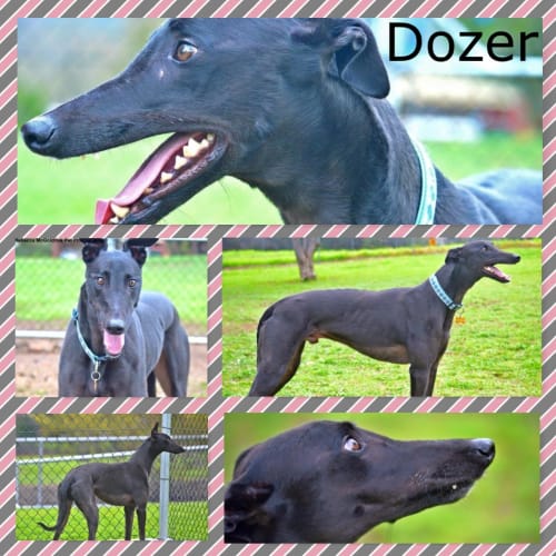 Dozer