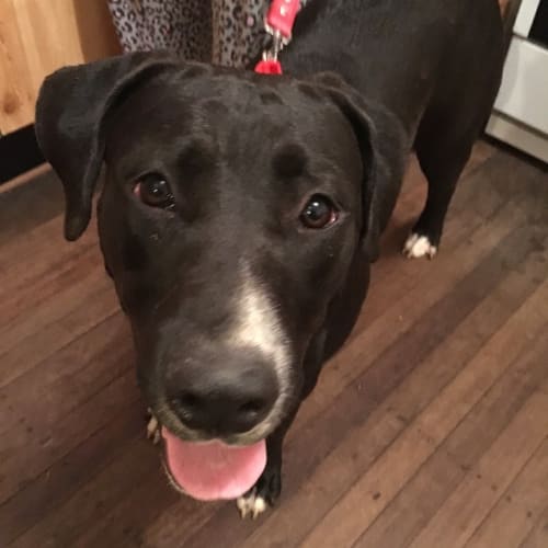 Bella ** So Sweet And Cat Friendly **