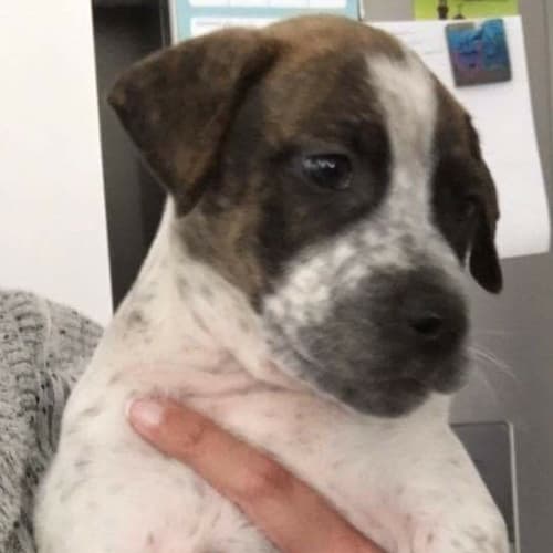 Tessa *•Adopt me•*