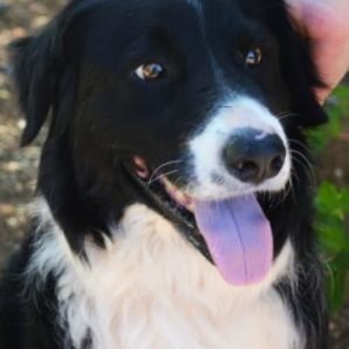 Oakey (D3356)