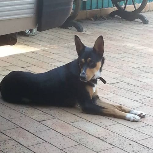 Luna ~ 15mo Kelpie girl (On Trial 11/7/16)