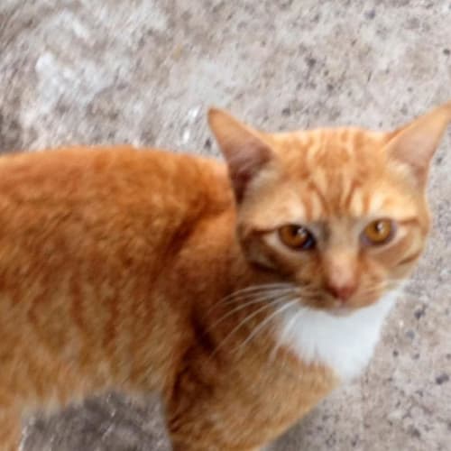 Jorden @ The Pet House, Tuggerah