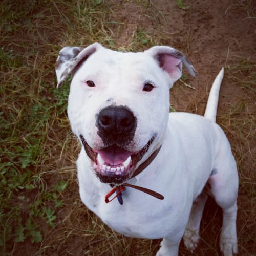 Dougal **Adopted**