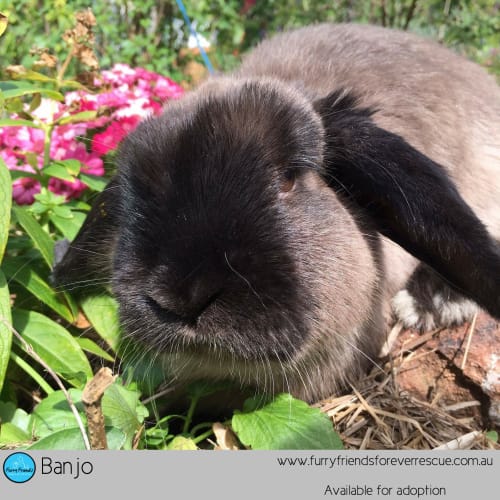 Banjo *•Adopt me•*