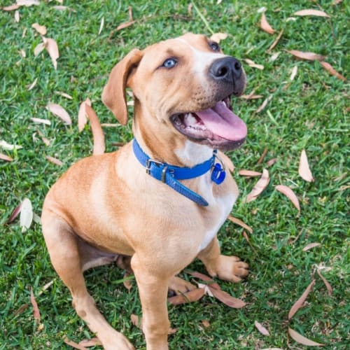 Dusty ~ Ridgeback x Mastiff x Bull Arab boy 