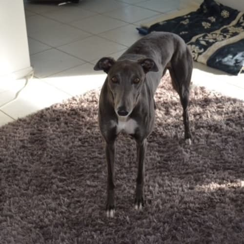 "Rascal", Loves Being Loved. 