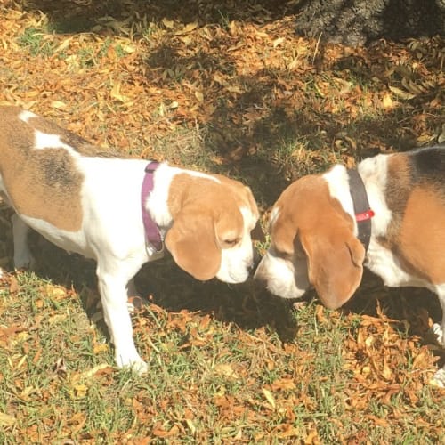 Basil & Tilly