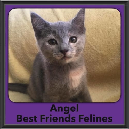 Angel