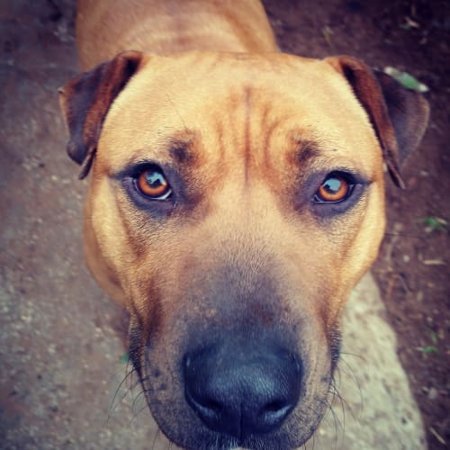 Miss Molly Brown **Adopted**