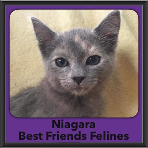 Niagara 