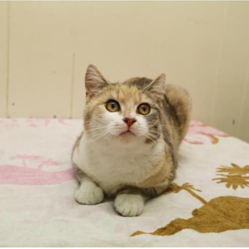 No photo for Quiet Loveable Calico Larissa (Canterbury Pound)